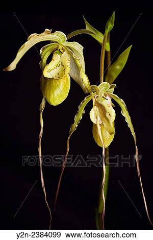Long petal Phragmipedium Grande Fireworks Lady's Slipper orchid flower hybrid. View Large Photo Image Stock Photo - Long petal Phragmipedium Grande Fireworks Lady's Slipper orchid flower hybrid.. Fotosearch