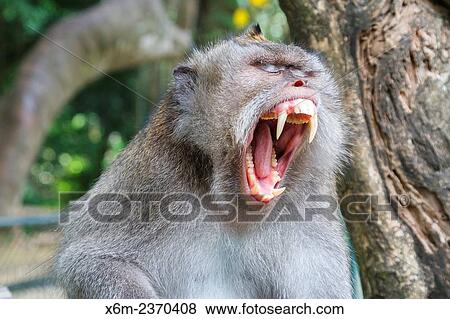 Long-tailed macaque (Macaca fascicularis). Monkey forest. Ubud. Bali. Indonesia, Asia. View Large Photo Image Stock Photo - Long-tailed macaque (Macaca fascicularis). Monkey forest. Ubud. Bali. Indonesia, Asia.. Fotosearch