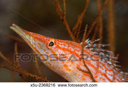 Longnose hawkfish, Oxycirrhites typus, usually found in the branches of gorgonian sea fans and black coral. View Large Photo Image Stock Photograph - Longnose hawkfish, Oxycirrhites typus, usually found in the branches of gorgonian sea fans and black coral.. Fotosearch