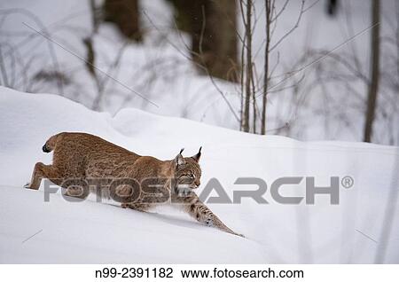 Stock Image - Lynx (Lynx lynx) stalking in deep snow, National Park Bayerischer Wald, Bavaria, Germany.. Fotosearch