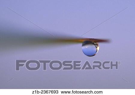 Stock Image - Macro image of a water drop suspended from beach grass.. Fotosearch