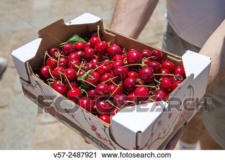 Man holding a box of cherries. Cherry Festival, Covarrubias, Burgos province, Castilla Leon, Spain. View Large Photo Image Stock Image - Man holding a box of cherries. Cherry Festival, Covarrubias, Burgos province, Castilla Leon, Spain.. Fotosearch