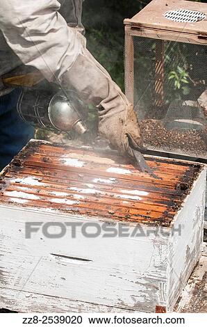 Man working in a bee farm Ein El Delb Lebanon. View Large Photo Image Stock Image - Man working in a bee farm Ein El Delb Lebanon.. Fotosearch