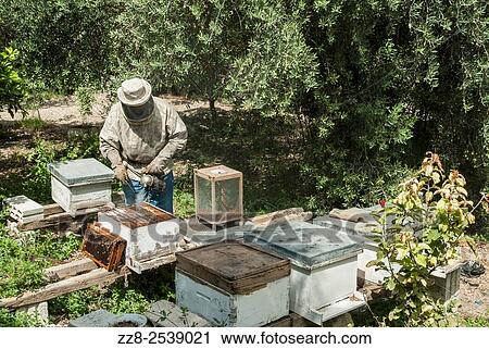 Man working in a bee farm Ein El Delb Lebanon. View Large Photo Image Stock Image - Man working in a bee farm Ein El Delb Lebanon.. Fotosearch