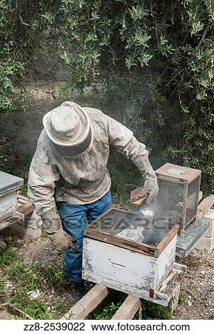 Man working in a bee farm Ein El Delb Lebanon. View Large Photo Image Stock Image - Man working in a bee farm Ein El Delb Lebanon.. Fotosearch