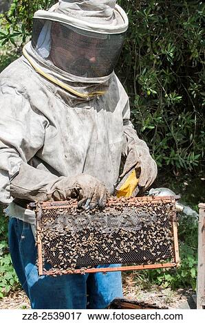 Man working in a bee farm Ein El Delb Lebanon. View Large Photo Image Stock Photo - Man working in a bee farm Ein El Delb Lebanon.. Fotosearch