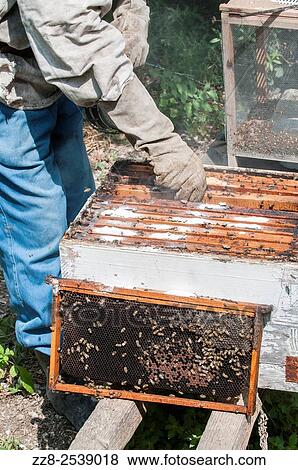 Man working in a bee farm Ein El Delb Lebanon. View Large Photo Image Stock Photo - Man working in a bee farm Ein El Delb Lebanon.. Fotosearch