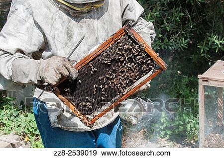 Stock Photo - Man working in a bee farm Ein El Delb Lebanon.. Fotosearch