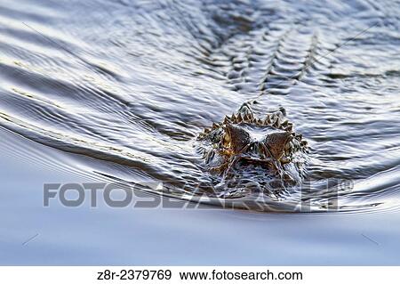 Melanosuchus niger. Black caiman in the Kaw river. French Guiana. View Large Photo Image Stock Photo - Melanosuchus niger. Black caiman in the Kaw river. French Guiana.. Fotosearch