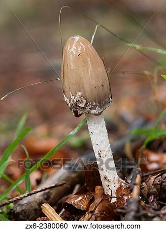 Mushroom. Montseny Natural Park. Barcelona province, Catalonia, Spain. View Large Photo Image Stock Image - Mushroom. Montseny Natural Park. Barcelona province, Catalonia, Spain.. Fotosearch