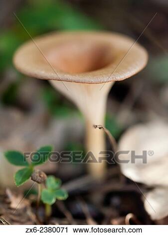 Mushroom. Montseny Natural Park. Barcelona province, Catalonia, Spain. View Large Photo Image Stock Image - Mushroom. Montseny Natural Park. Barcelona province, Catalonia, Spain.. Fotosearch