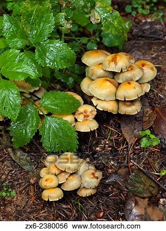 Mushrooms. Montseny Natural Park. Barcelona province, Catalonia, Spain. View Large Photo Image Stock Photograph - Mushrooms. Montseny Natural Park. Barcelona province, Catalonia, Spain.. Fotosearch