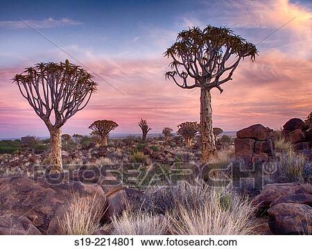 Namibia, Keetmanshoop, Kokerboom Forest, Quiver Tree, Aloe dichotoma View Large Photo Image Stock Image - Namibia, Keetmanshoop, Kokerboom Forest, Quiver Tree, Aloe dichotoma. Fotosearch