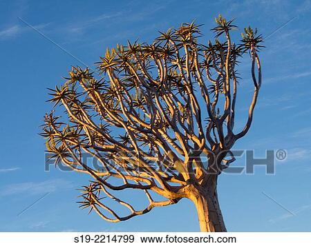 Namibia, Keetmanshoop, Kokerboom Forest, Quiver Tree, Aloe dichotoma View Large Photo Image Stock Photo - Namibia, Keetmanshoop, Kokerboom Forest, Quiver Tree, Aloe dichotoma. Fotosearch