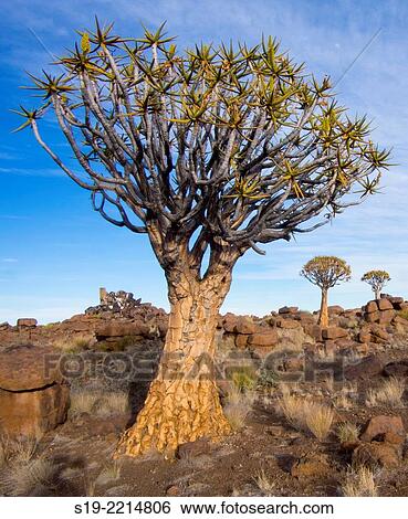Namibia, Keetmanshoop, Kokerboom Forest, Giant's playground, Quiver Tree, Aloe dichotoma View Large Photo Image Stock Photograph - Namibia, Keetmanshoop, Kokerboom Forest, Giant's playground, Quiver Tree, Aloe dichotoma. Fotosearch