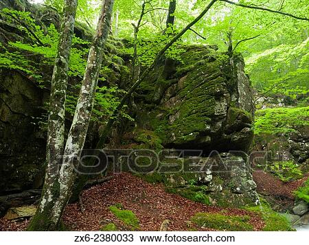 Nook at the beech forest in springtime. Montseny Natural Park. Barcelona province, Catalonia, Spain. View Large Photo Image Stock Image - Nook at the beech forest in springtime. Montseny Natural Park. Barcelona province, Catalonia, Spain.. Fotosearch