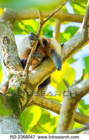 Northern tamandua (Tamandua mexicana), Corcovado National Park, Osa Peninsula, Puntarenas Province, Costa Rica, Central America, America. View Large Photo Image Stock Photo - Northern tamandua (Tamandua mexicana), Corcovado National Park, Osa Peninsula, Puntarenas Province, Costa Rica, Central America, America.. Fotosearch