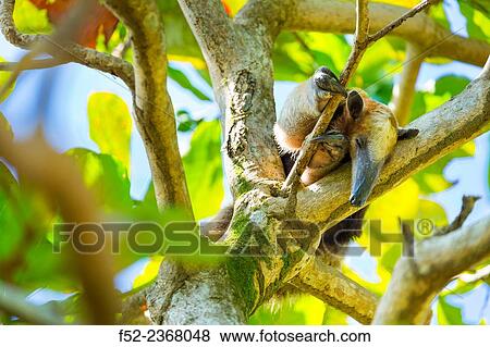 Northern tamandua (Tamandua mexicana), Corcovado National Park, Osa Peninsula, Puntarenas Province, Costa Rica, Central America, America. View Large Photo Image Stock Photo - Northern tamandua (Tamandua mexicana), Corcovado National Park, Osa Peninsula, Puntarenas Province, Costa Rica, Central America, America.. Fotosearch