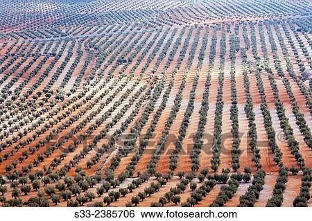 Olive trees in Mora. Toledo. Castilla la Mancha. Spain. Europe. View Large Photo Image Stock Photograph - Olive trees in Mora. Toledo. Castilla la Mancha. Spain. Europe.. Fotosearch