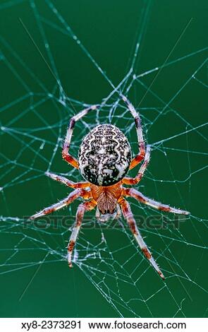 Stock Image - Orb Weaver spider, Araneus marmoreus, on its web, Quebec, Canada.. Fotosearch
