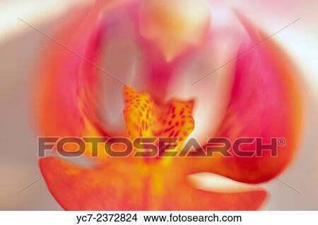 orchid. View Large Photo Image Picture - orchid.. Fotosearch