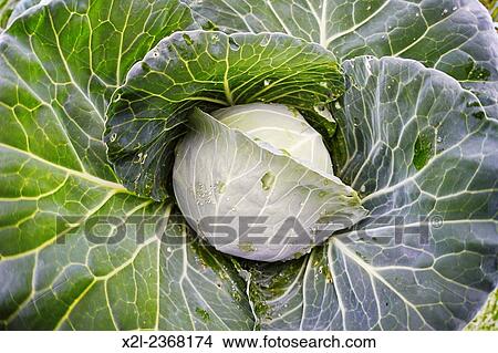 Organically grown cabbage. Scientific name: Brassica oleracea. View Large Photo Image Picture - Organically grown cabbage. Scientific name: Brassica oleracea.. Fotosearch