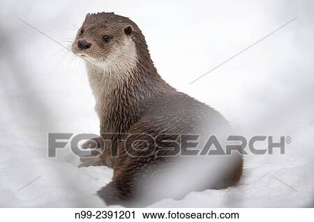 Otter (Lutra lutra), sitting in snow, National Park Bayerischer Wald, Bavaria, Germany. View Large Photo Image Stock Image - Otter (Lutra lutra), sitting in snow, National Park Bayerischer Wald, Bavaria, Germany.. Fotosearch