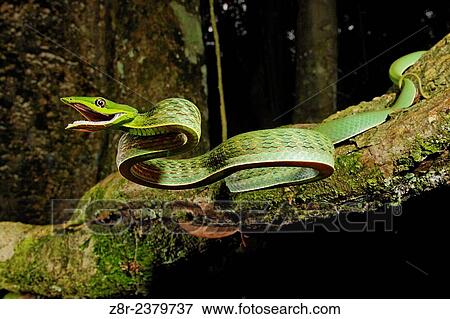 Oxybelis fulgidus. Defensive attack of a vinesnake. French Guiana. View Large Photo Image Stock Photo - Oxybelis fulgidus. Defensive attack of a vinesnake. French Guiana.. Fotosearch
