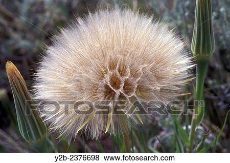 Oyster Plant has scientific name of Tragopogon porrifolius and is a plant cultivated for its ornamental flower, edible root, and herbal properties. View Large Photo Image Stock Photo - Oyster Plant has scientific name of Tragopogon porrifolius and is a plant cultivated for its ornamental flower, edible root, and herbal properties.. Fotosearch