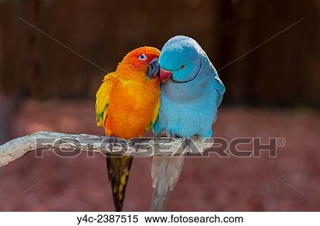 Pair of small parrot Lovebirds Agapornis grooming each other. View Large Photo Image Stock Photography - Pair of small parrot Lovebirds Agapornis grooming each other.. Fotosearch