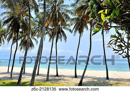 Stock Photography - Palm-fringed beach at the southern East Coast of Kenya.. Fotosearch