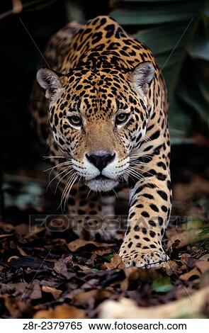 Stock Photography - Panthera onca. Jaguar about to bound. French Guiana.. Fotosearch