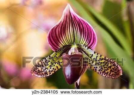 Paphiopedilum Venus Slipper orchid flower hybrid on light background. View Large Photo Image Stock Photography - Paphiopedilum Venus Slipper orchid flower hybrid on light background.. Fotosearch