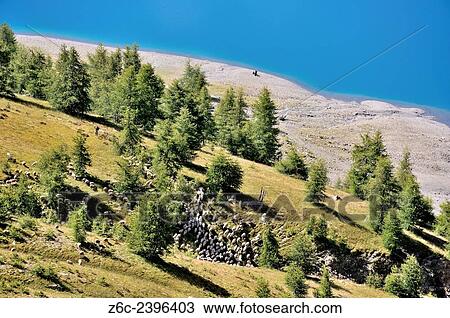 Pastoral landscape at the mountain lake Lac d`Allos, Alpes-de-Haute-Provence, French Alps, France. View Large Photo Image Stock Image - Pastoral landscape at the mountain lake Lac d`Allos, Alpes-de-Haute-Provence, French Alps, France.. Fotosearch