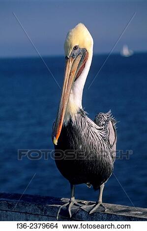Picture - Pelican portrait, Santa Cruz Wharf Santa Cruz, CALIFORNIA.. Fotosearch