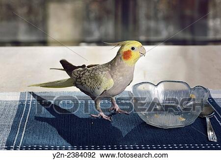 Pet cockatiel bird eating leftover cereal in bowl after breakfast. View Large Photo Image Stock Image - Pet cockatiel bird eating leftover cereal in bowl after breakfast.. Fotosearch