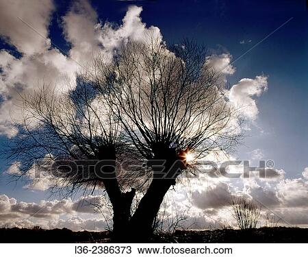 Stock Image - Poland. Early spring. Willow treee.. Fotosearch