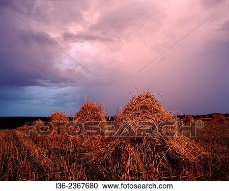 Poland. Podlasie region. Stacks of rye. View Large Photo Image Stock Image - Poland. Podlasie region. Stacks of rye.. Fotosearch