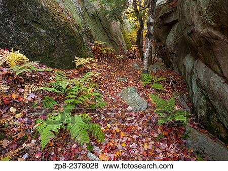 Pteridium aquilinum (Eastern Bracken) lines a trail during autumn in Killarney Provincial Park, Ontario, Canada. View Large Photo Image Stock Photo - Pteridium aquilinum (Eastern Bracken) lines a trail during autumn in Killarney Provincial Park, Ontario, Canada.. Fotosearch