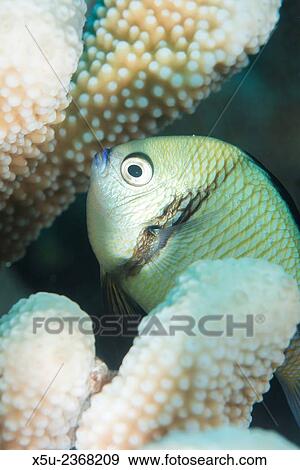 Reticulated Dascyllus, Dascyllus reticulans. View Large Photo Image Stock Photo - Reticulated Dascyllus, Dascyllus reticulans.. Fotosearch