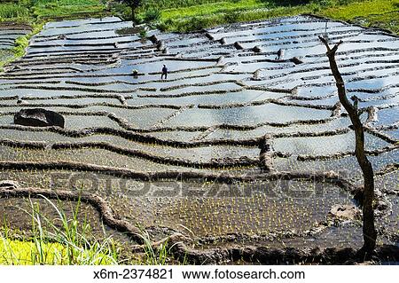 Rice fields in Kelimutu volcano side. Flores island. Indonesia, Asia. View Large Photo Image Stock Image - Rice fields in Kelimutu volcano side. Flores island. Indonesia, Asia.. Fotosearch