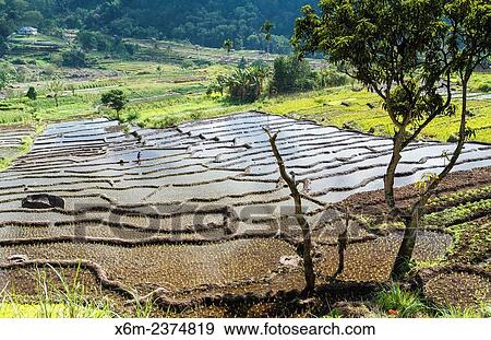 Rice fields in Kelimutu volcano side. Flores island. Indonesia, Asia. View Large Photo Image Stock Photo - Rice fields in Kelimutu volcano side. Flores island. Indonesia, Asia.. Fotosearch