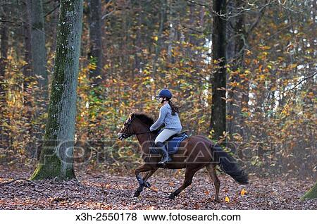 rider in the forest of Rambouillet, Yvelines department, Ile-de-France region, France, Europe. View Large Photo Image Stock Photo - rider in the forest of Rambouillet, Yvelines department, Ile-de-France region, France, Europe.. Fotosearch