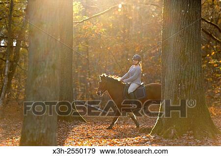 rider in the forest of Rambouillet, Yvelines department, Ile-de-France region, France, Europe. View Large Photo Image Stock Photo - rider in the forest of Rambouillet, Yvelines department, Ile-de-France region, France, Europe.. Fotosearch