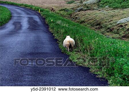 Stock Image - Road number 360 from Nesjavellirto Thingvellir, sheeps are frequent users of Icelandic roads, they do not feel afraid of people or cars, central Iceland.. Fotosearch