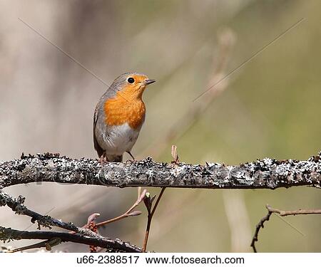 Stock Photo - Robin (Erithacus rubecula). Fotosearch