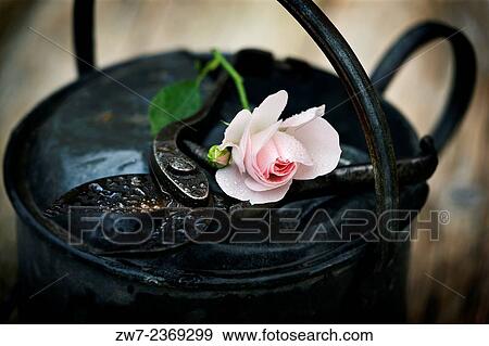 Rose flower and antique secatuers resting across weathered metal watering can. View Large Photo Image Stock Photo - Rose flower and antique secatuers resting across weathered metal watering can.. Fotosearch