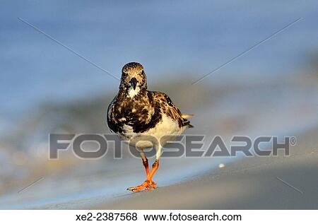 Ruddy Turnstone - Arenaria interpres, Crete View Large Photo Image Stock Photo - Ruddy Turnstone - Arenaria interpres, Crete. Fotosearch