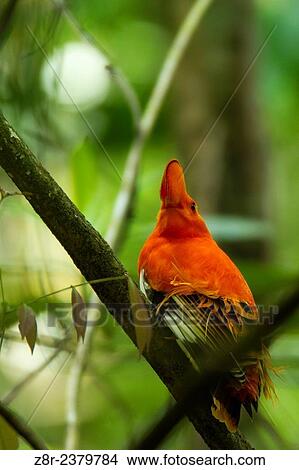 Rupicola rupicola. Male cock of the rock parade. French Guiana. View Large Photo Image Picture - Rupicola rupicola. Male cock of the rock parade. French Guiana.. Fotosearch