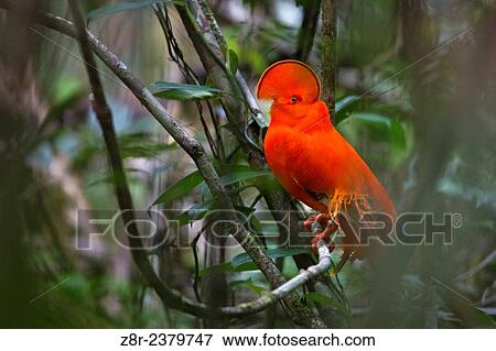 Rupicola rupicola. Male cock of the rock. Kaw mountain. French Guiana. View Large Photo Image Stock Photo - Rupicola rupicola. Male cock of the rock. Kaw mountain. French Guiana.. Fotosearch
